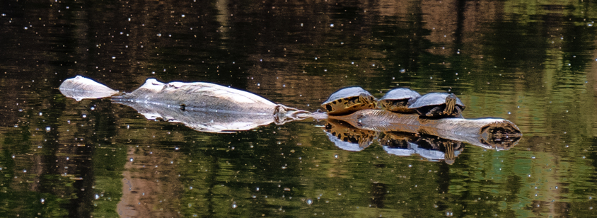 Turtles in Frankfurt